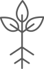 Root-Stage-2-1.png