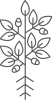 Root-Stage-4-1.png