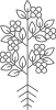 Root-Stage-5-1.png